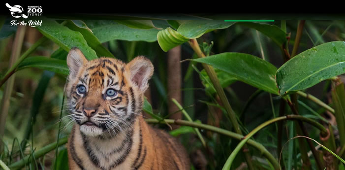 Taronga Zoo