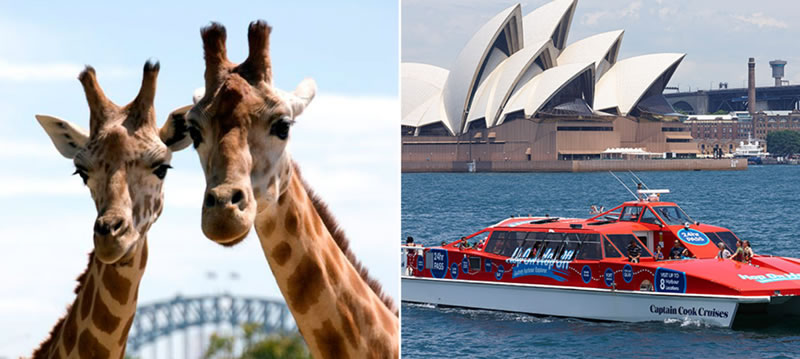 Taronga Zoo | 24hr Hop On Hop Off Ferry Pass