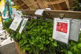 Albany Farmers Market